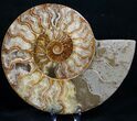 Gorgeous Agatized Ammonite Pair #10631-2